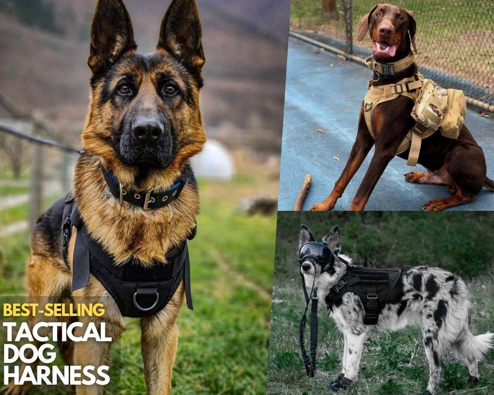 Tactical No Pull Dog Harness, Military Dog Vest PetBelong